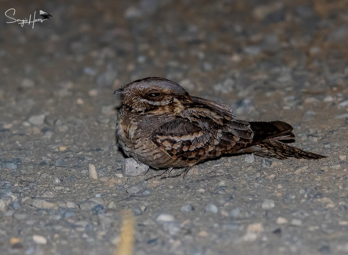 Red-necked Nightjar - ML640965050