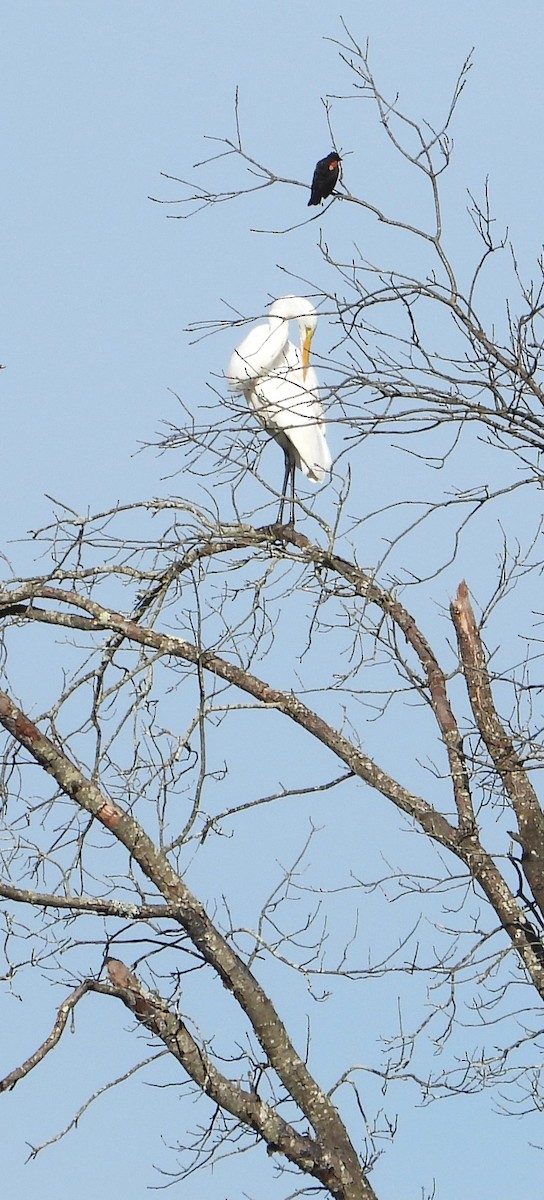 Great Egret (American) - ML640965053