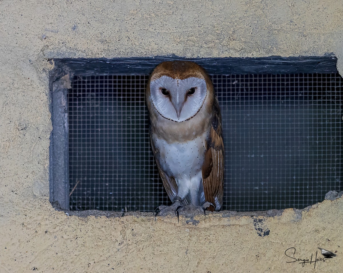 Western Barn Owl - ML640965054