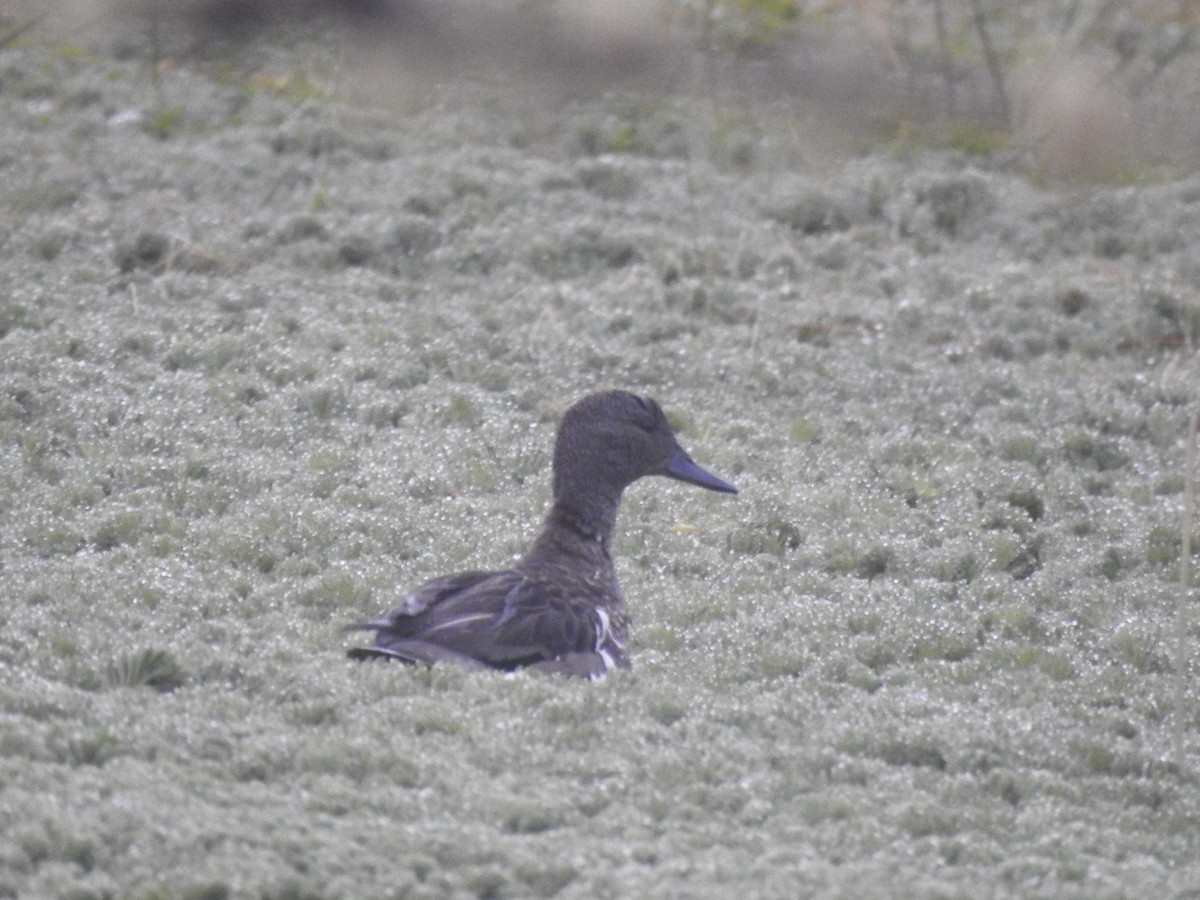 Andean Teal - ML640965056