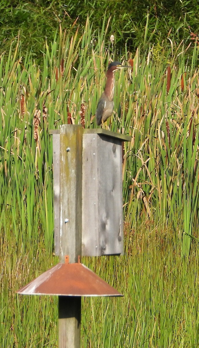 Green Heron - ML640965072