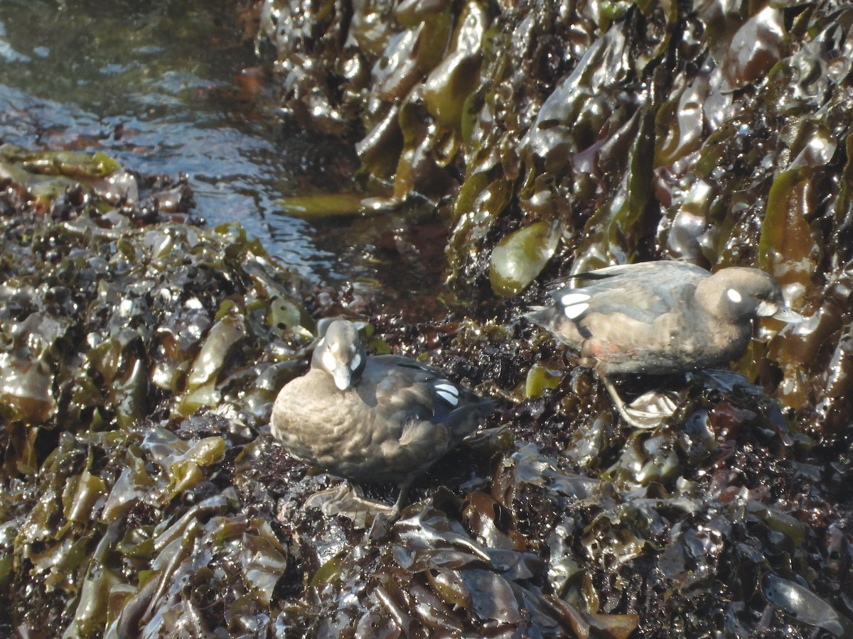 シノリガモ - ML640965073