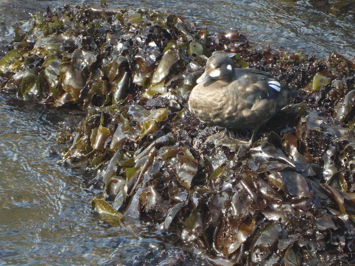 シノリガモ - ML640965074