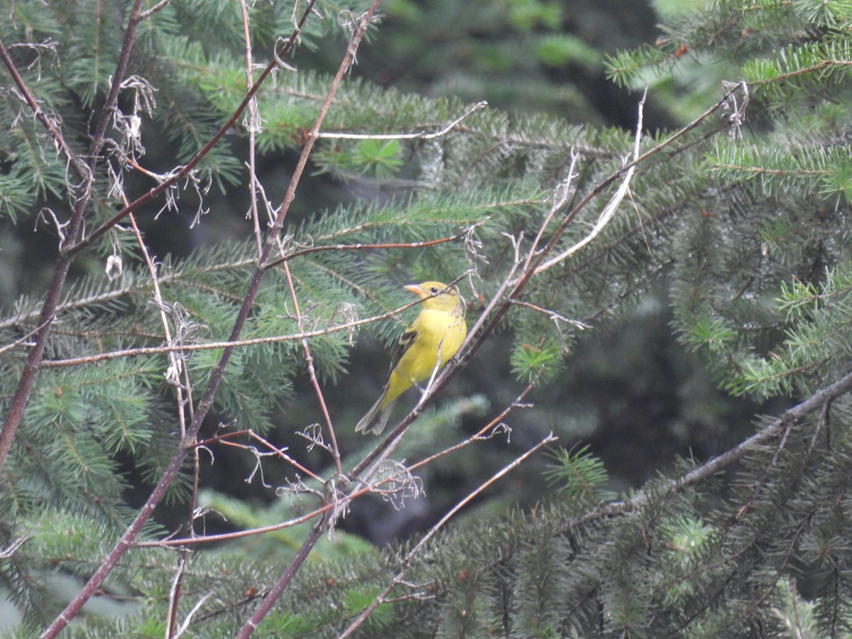 Western Tanager - ML640965077