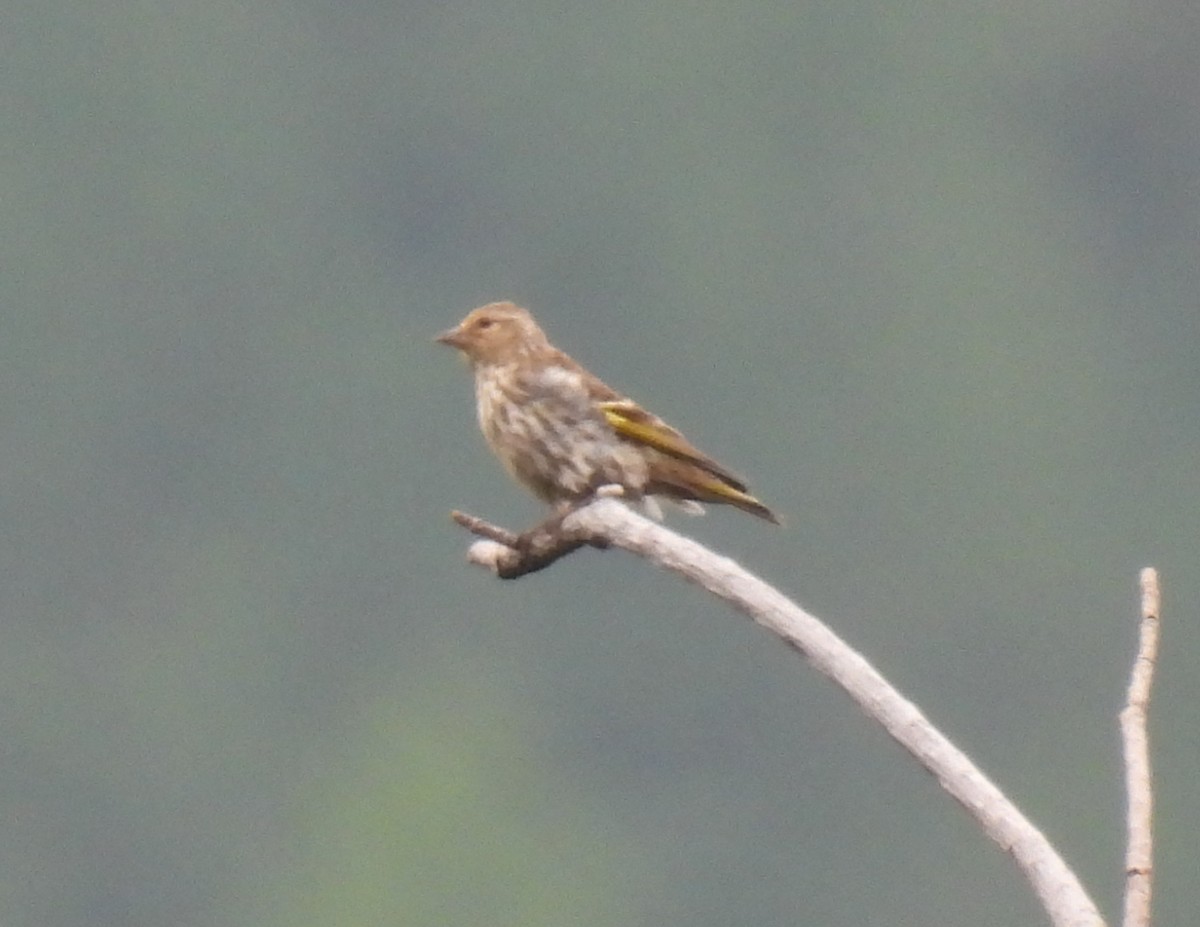 Pine Siskin - ML640965091