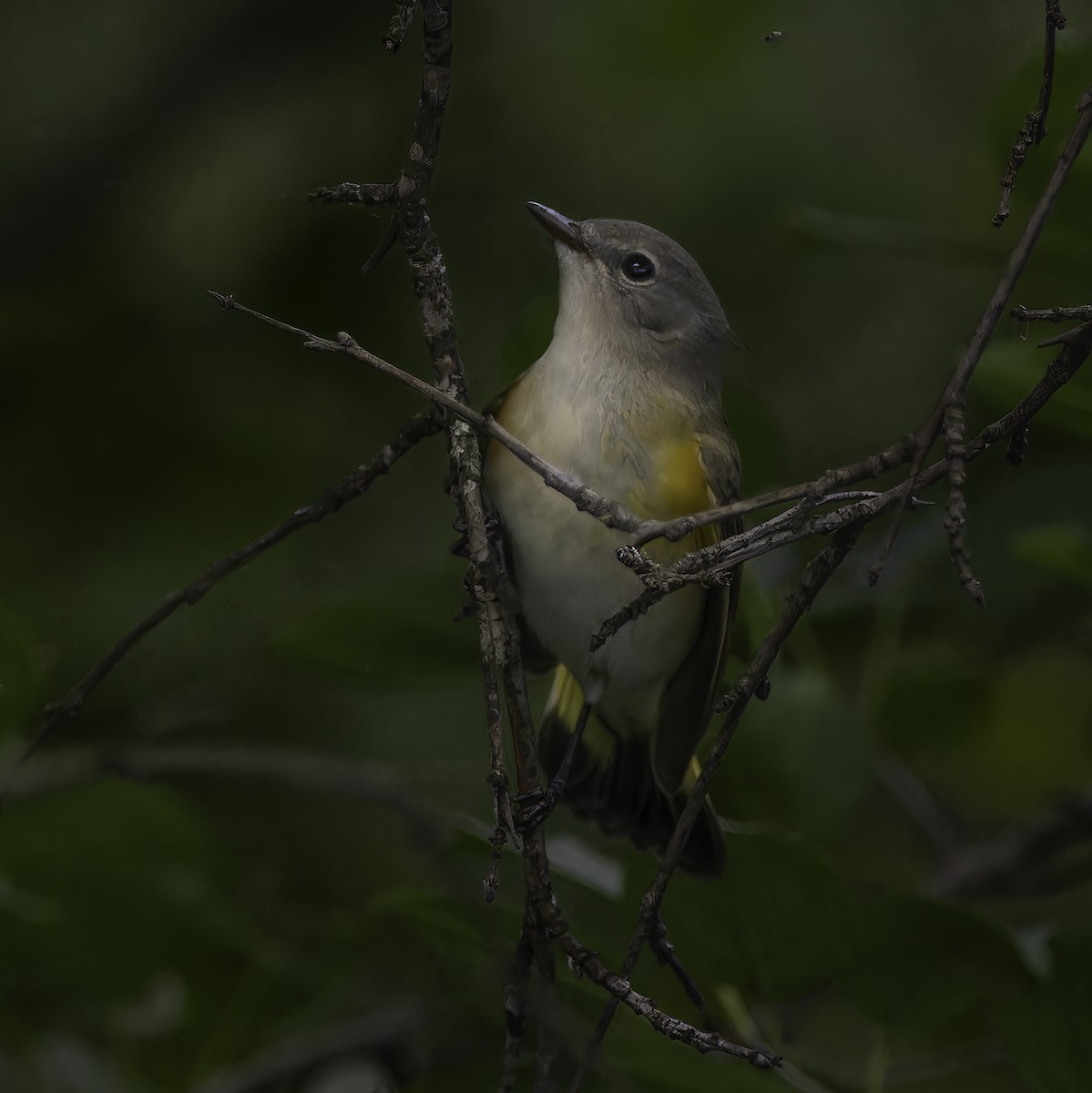American Redstart - ML640965097