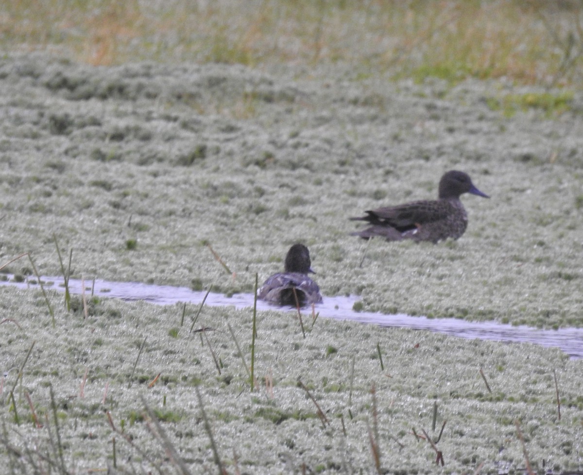 Andean Teal - ML640965148