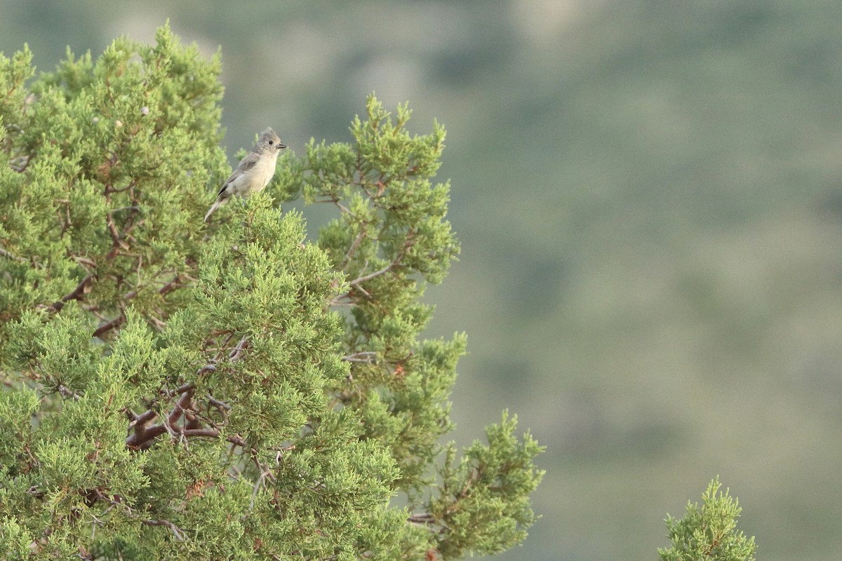 Juniper Titmouse - ML640965165
