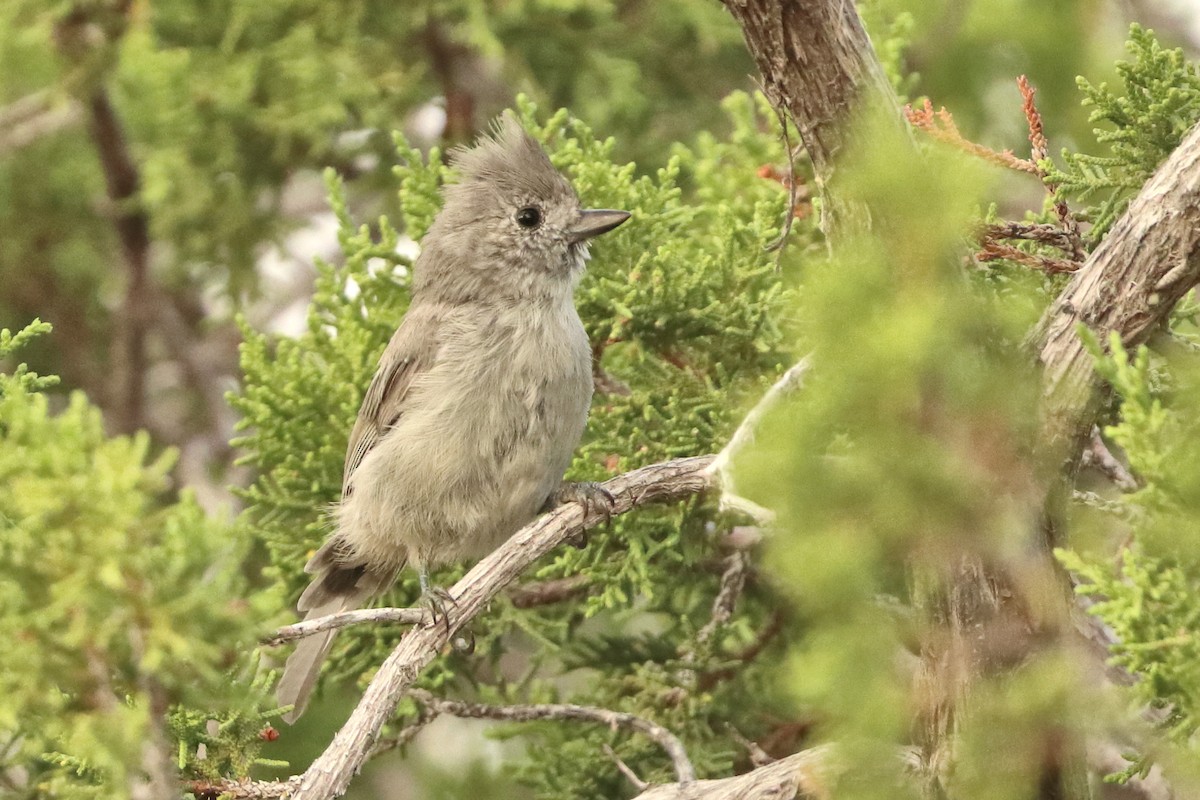 Juniper Titmouse - ML640965166
