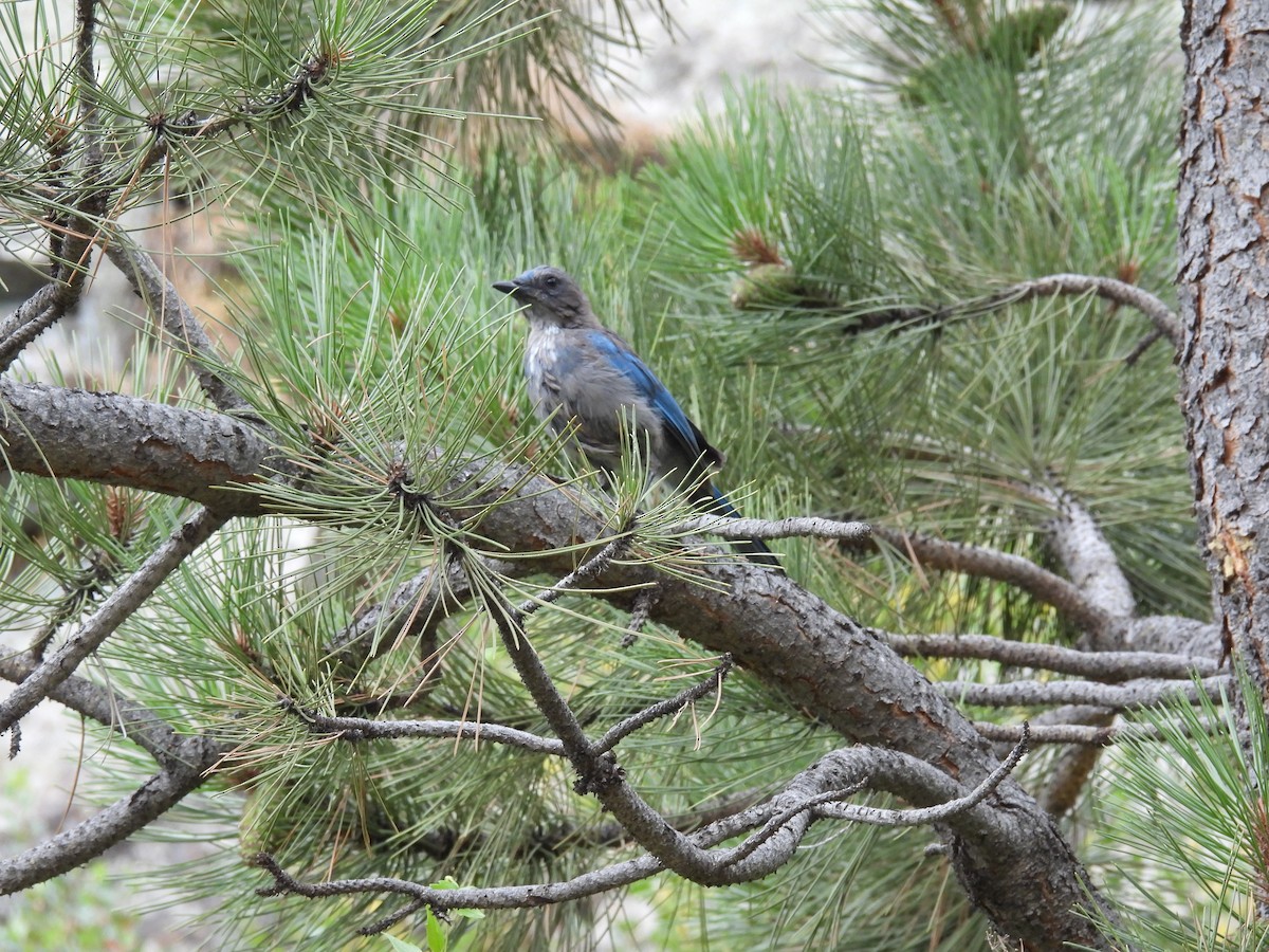 Steller's Jay - ML640965167