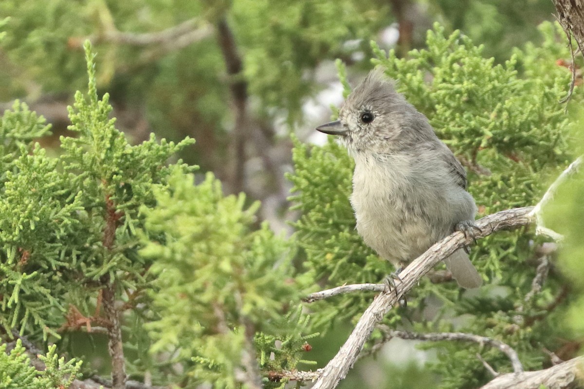 Juniper Titmouse - ML640965168