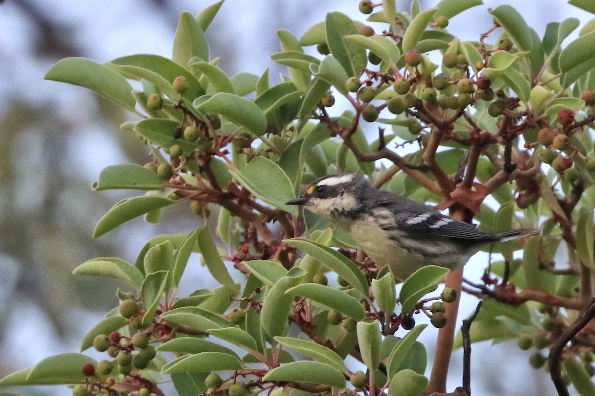 Black-throated Gray Warbler - ML640965171