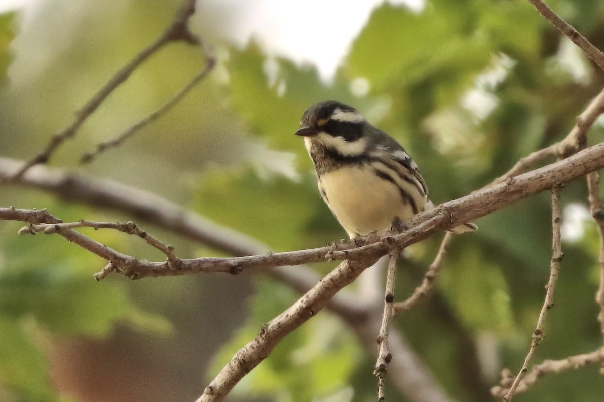 Black-throated Gray Warbler - ML640965173