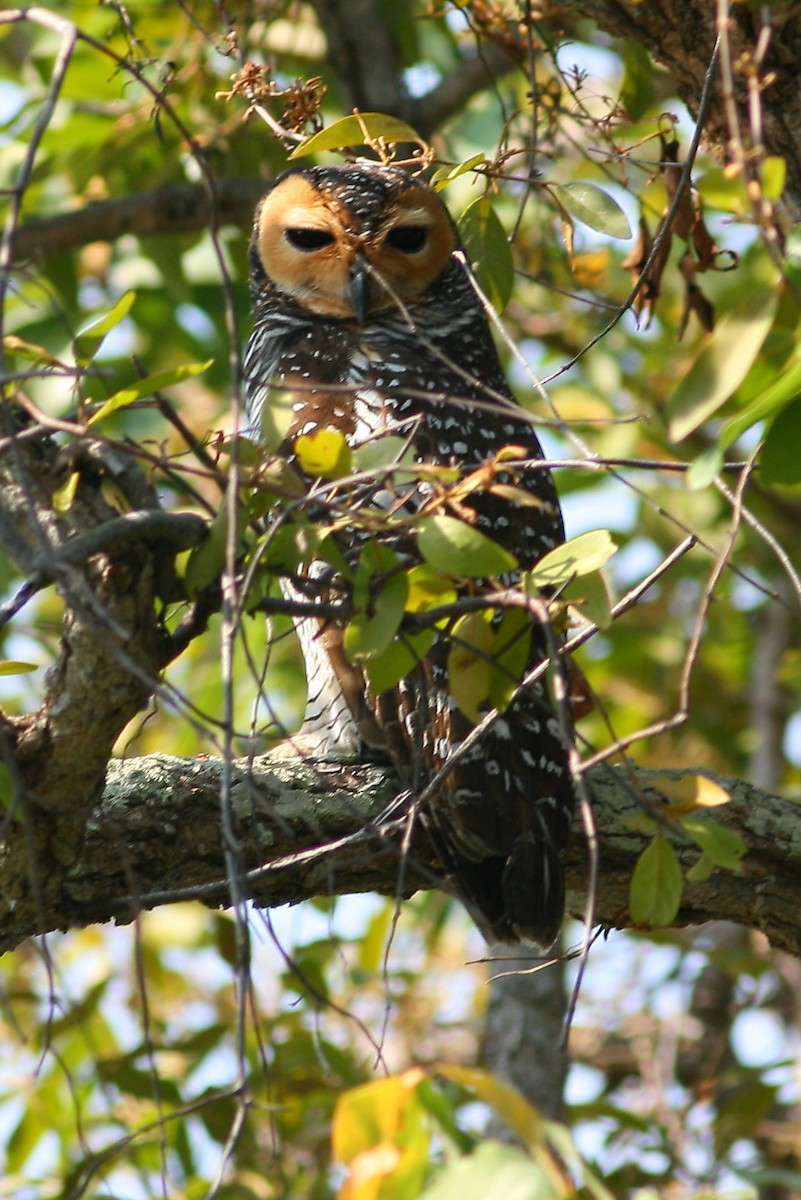 Spotted Wood-Owl - ML640965204