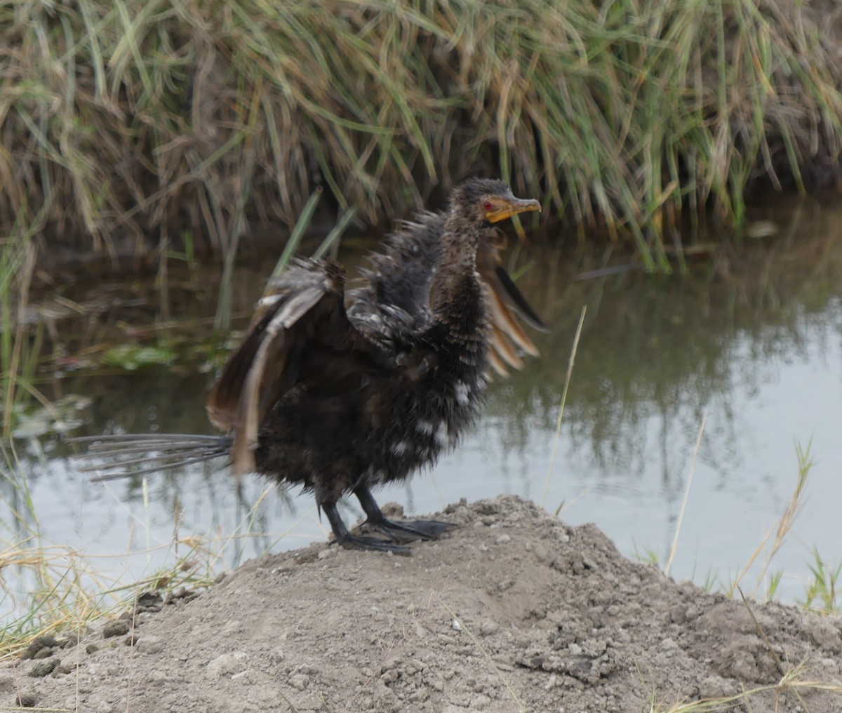 Reed Cormorant - ML640965209