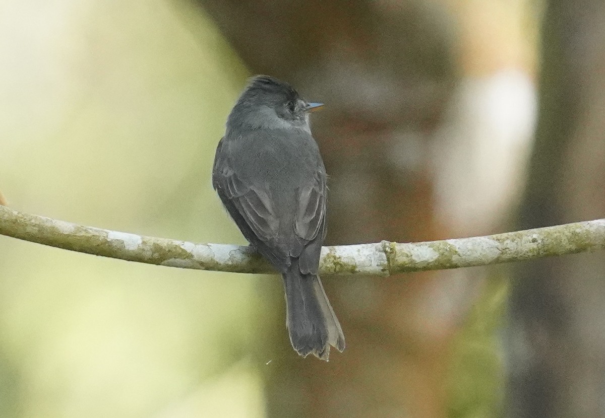 Southern Tropical Pewee - ML640965214