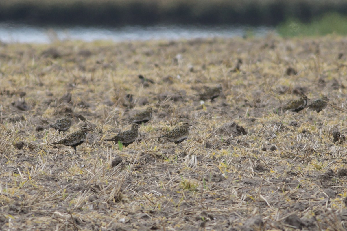 European Golden-Plover - ML640965270