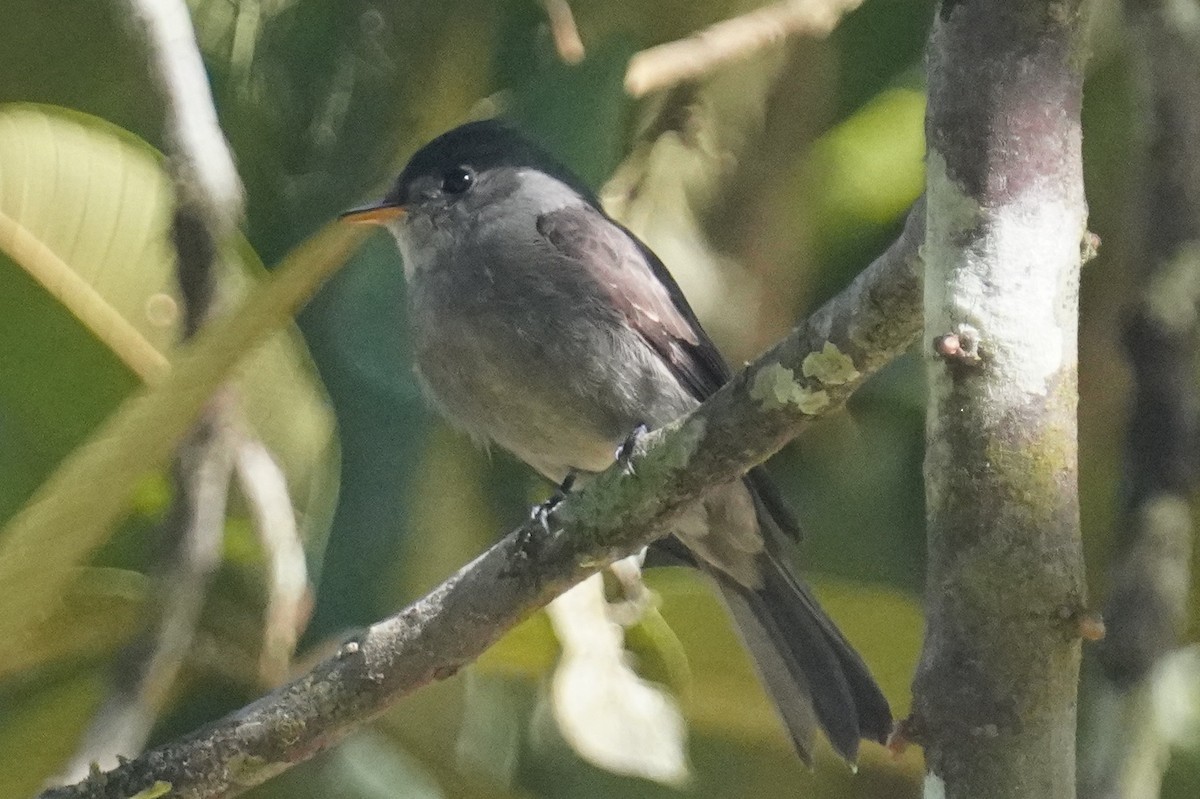 Southern Tropical Pewee - ML640965298