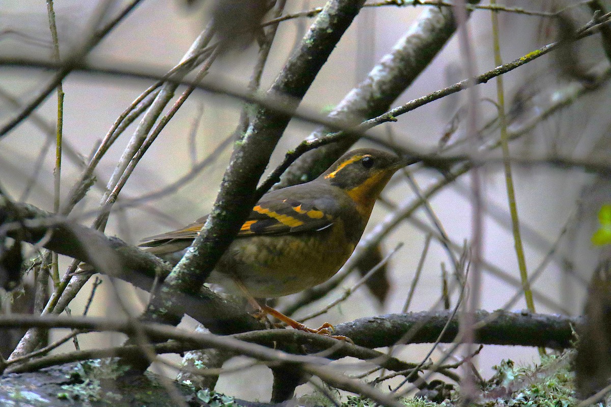 Varied Thrush - ML640965311