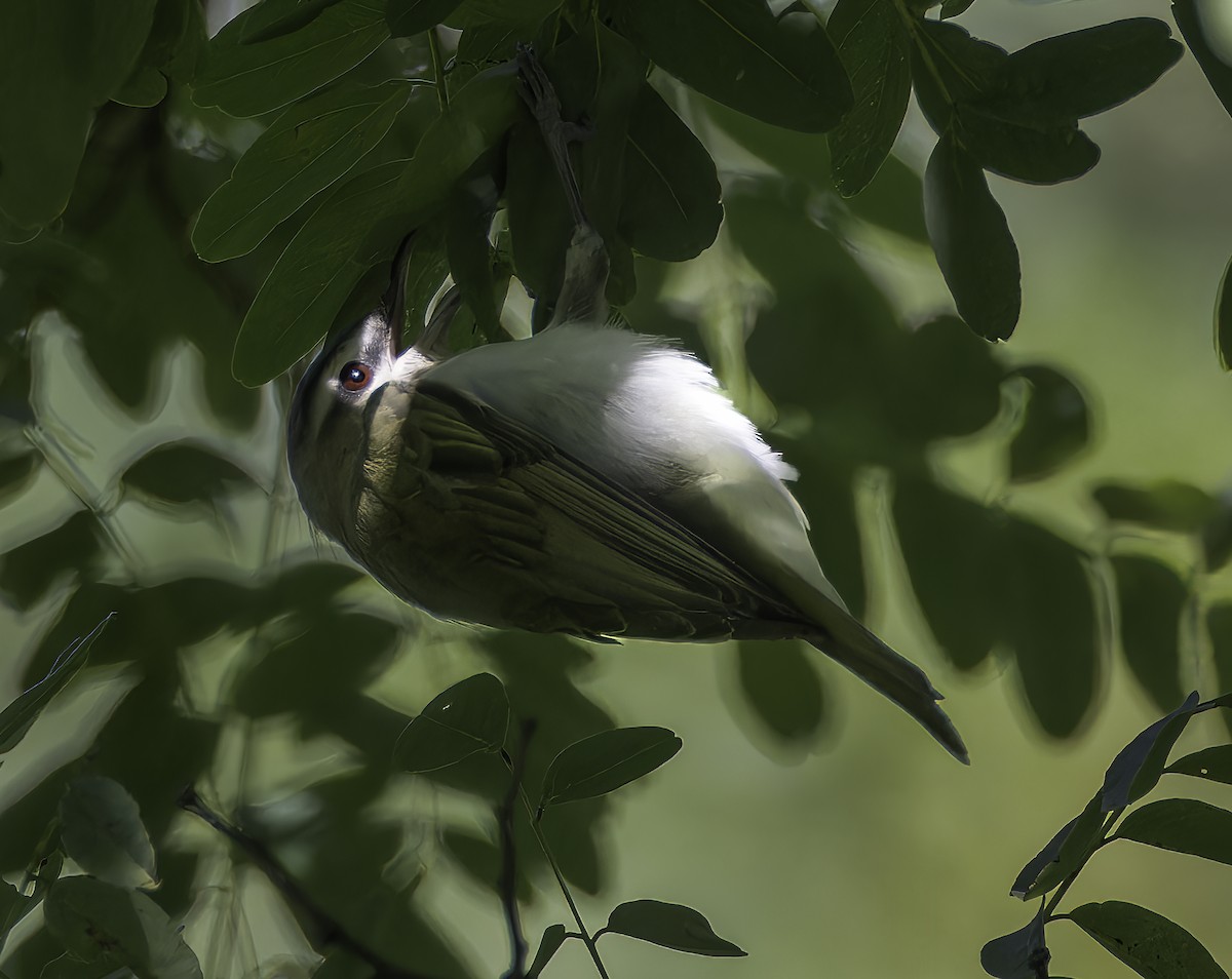 Red-eyed Vireo - ML640965328