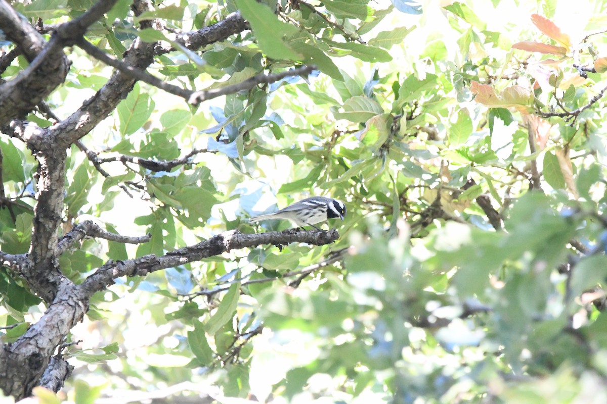 Black-throated Gray Warbler - ML640965336