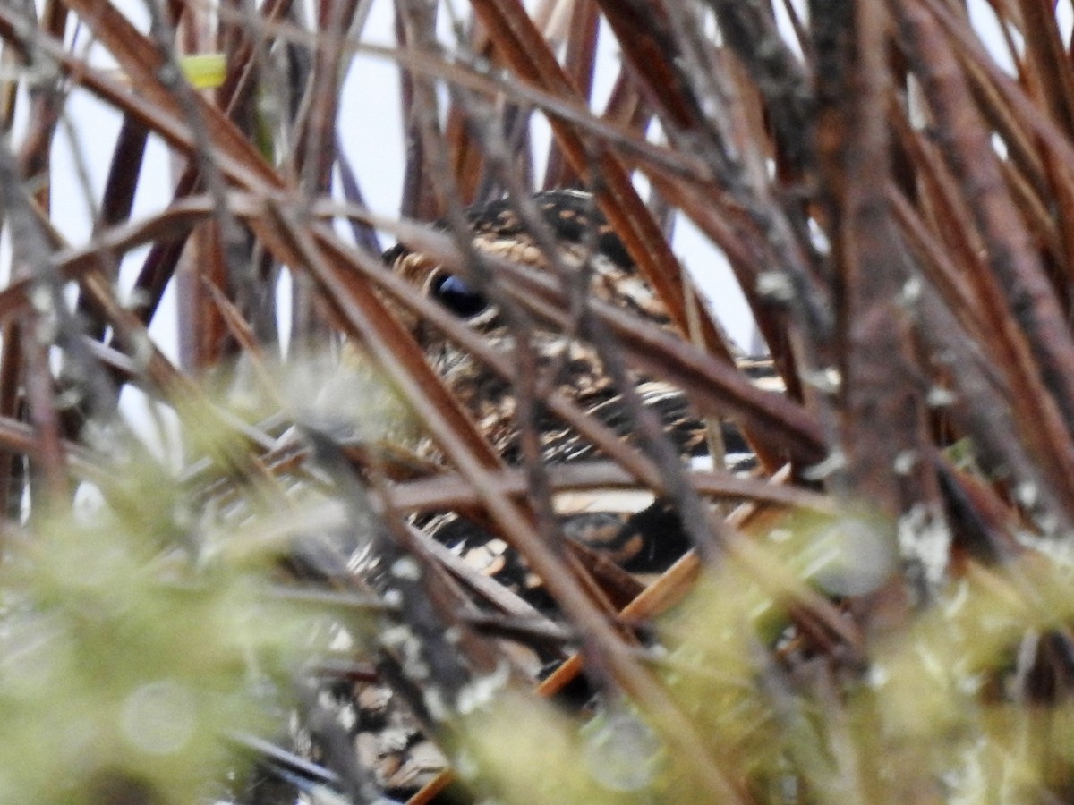 Noble Snipe - ML640965345