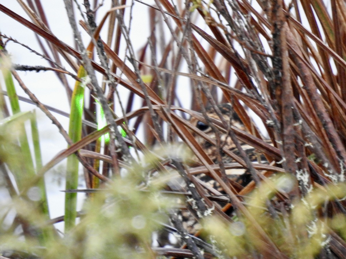 Noble Snipe - ML640965346