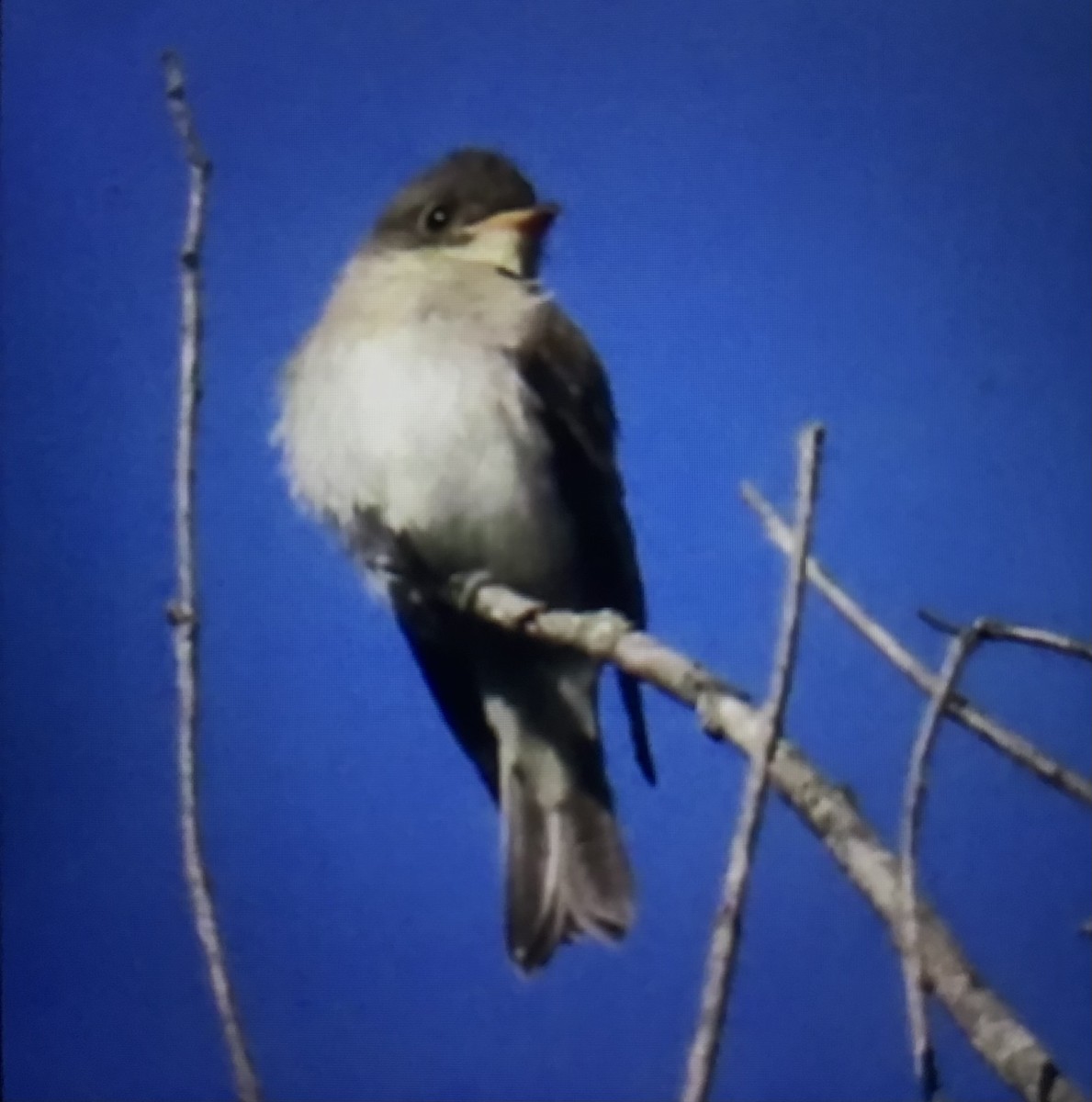 Eastern Wood-Pewee - ML640965391