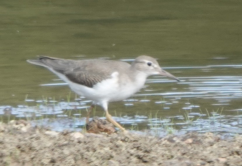 Spotted Sandpiper - ML640965395