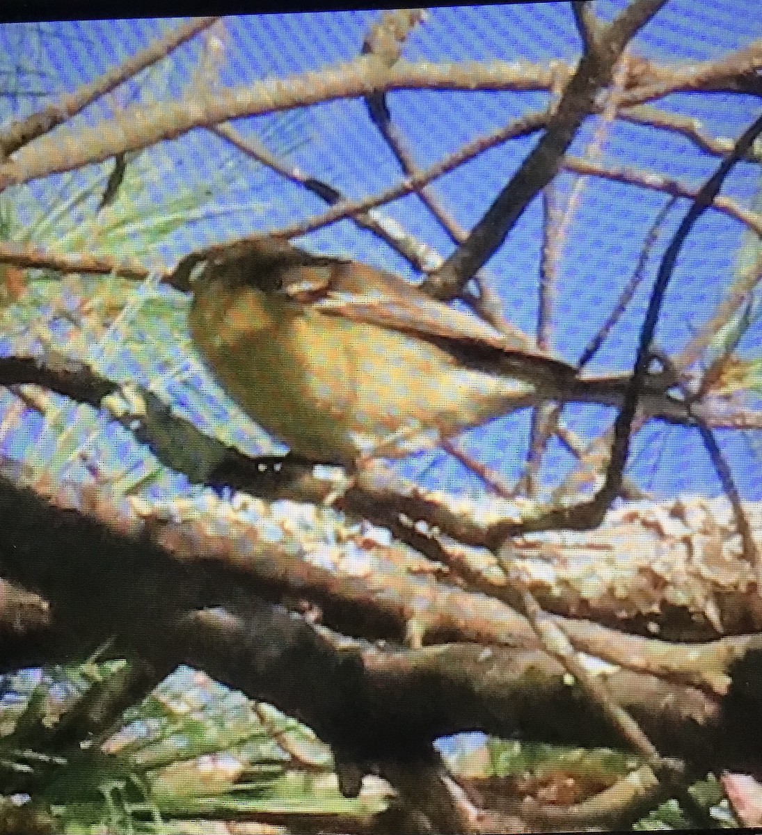 Bay-breasted Warbler - ML640965400