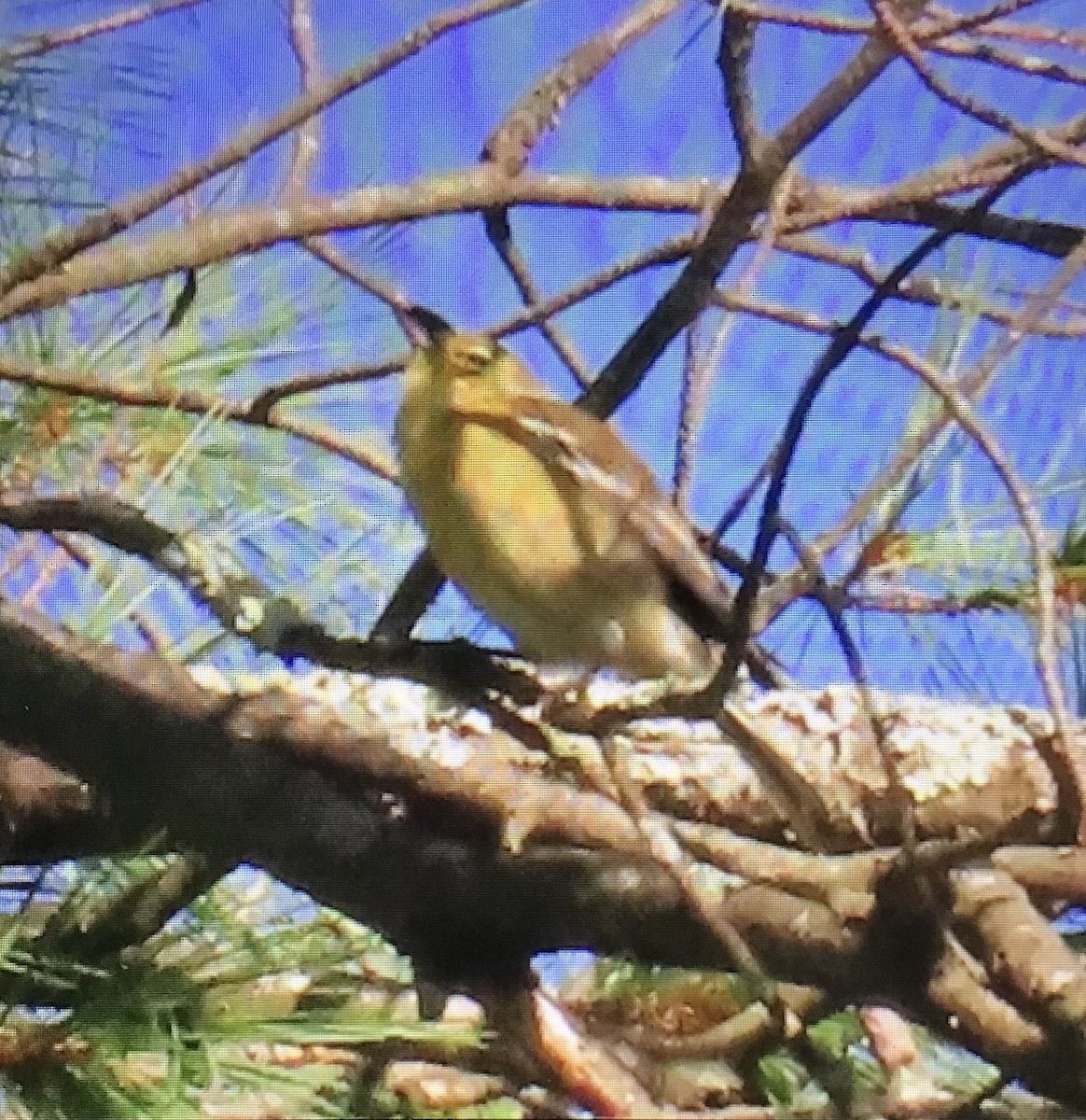 Bay-breasted Warbler - ML640965401