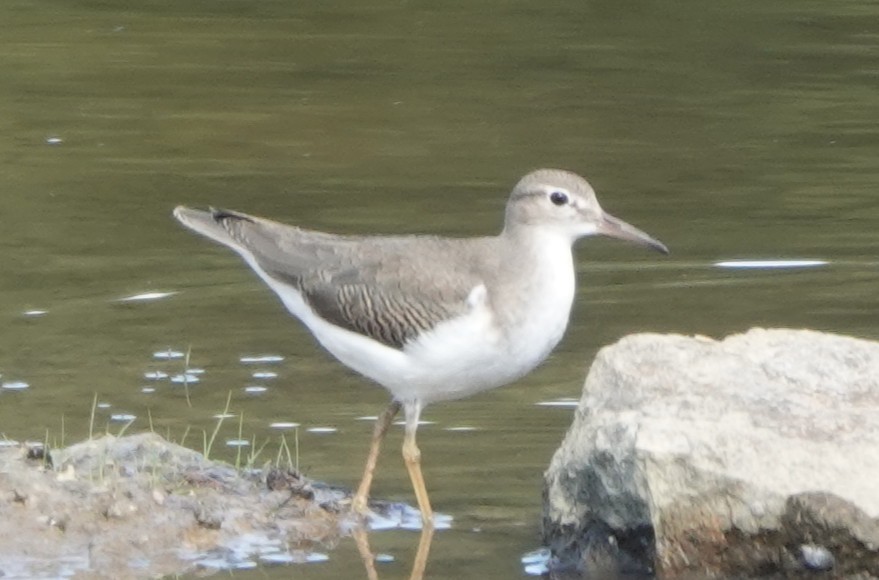 Spotted Sandpiper - ML640965402