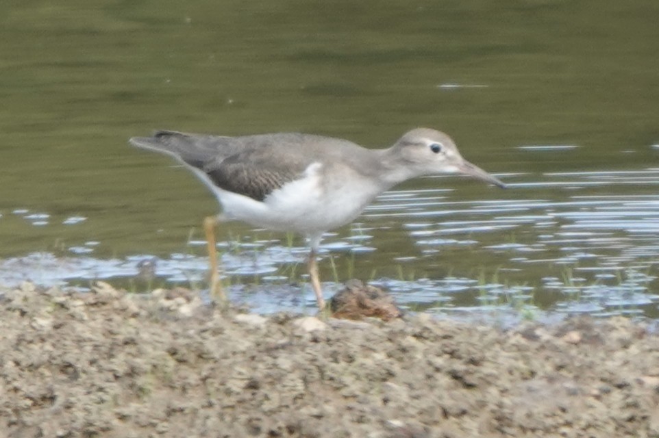 Spotted Sandpiper - ML640965410
