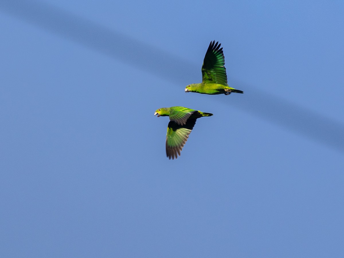 Scaly-naped Amazon - ML640965419