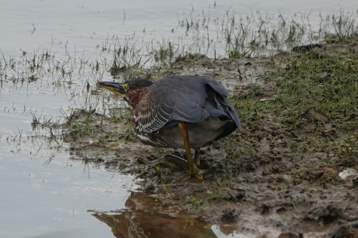 Green Heron - ML640965445