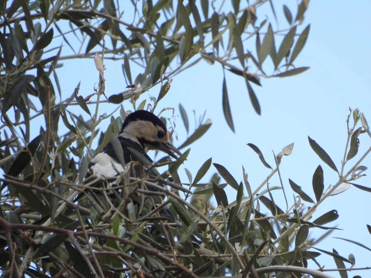 Syrian Woodpecker - ML640965517