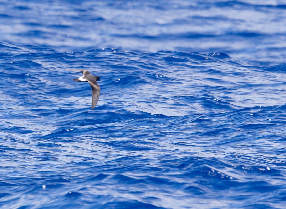 Band-rumped Storm-Petrel - ML640965563