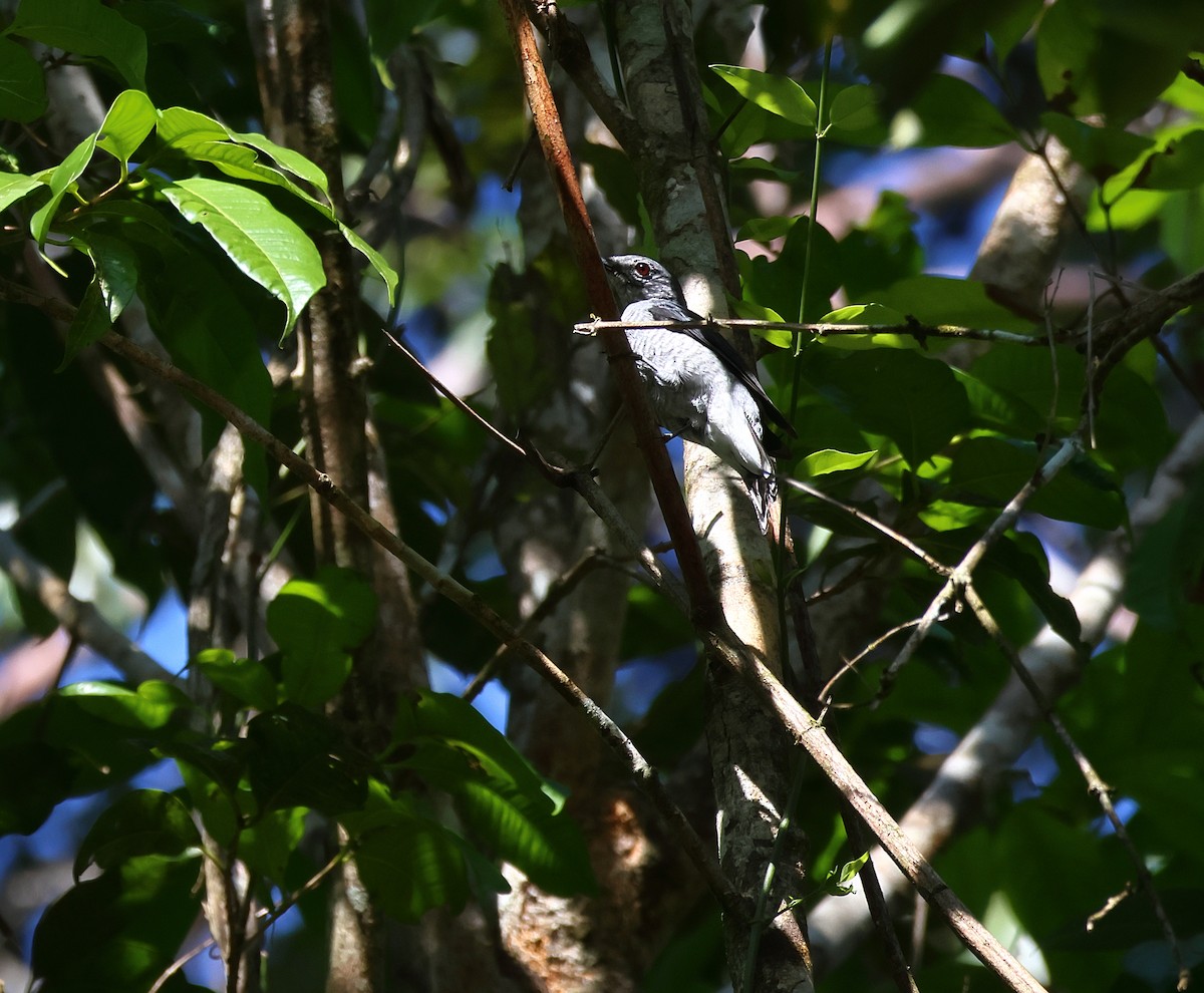Lesser Cuckooshrike - ML640965581