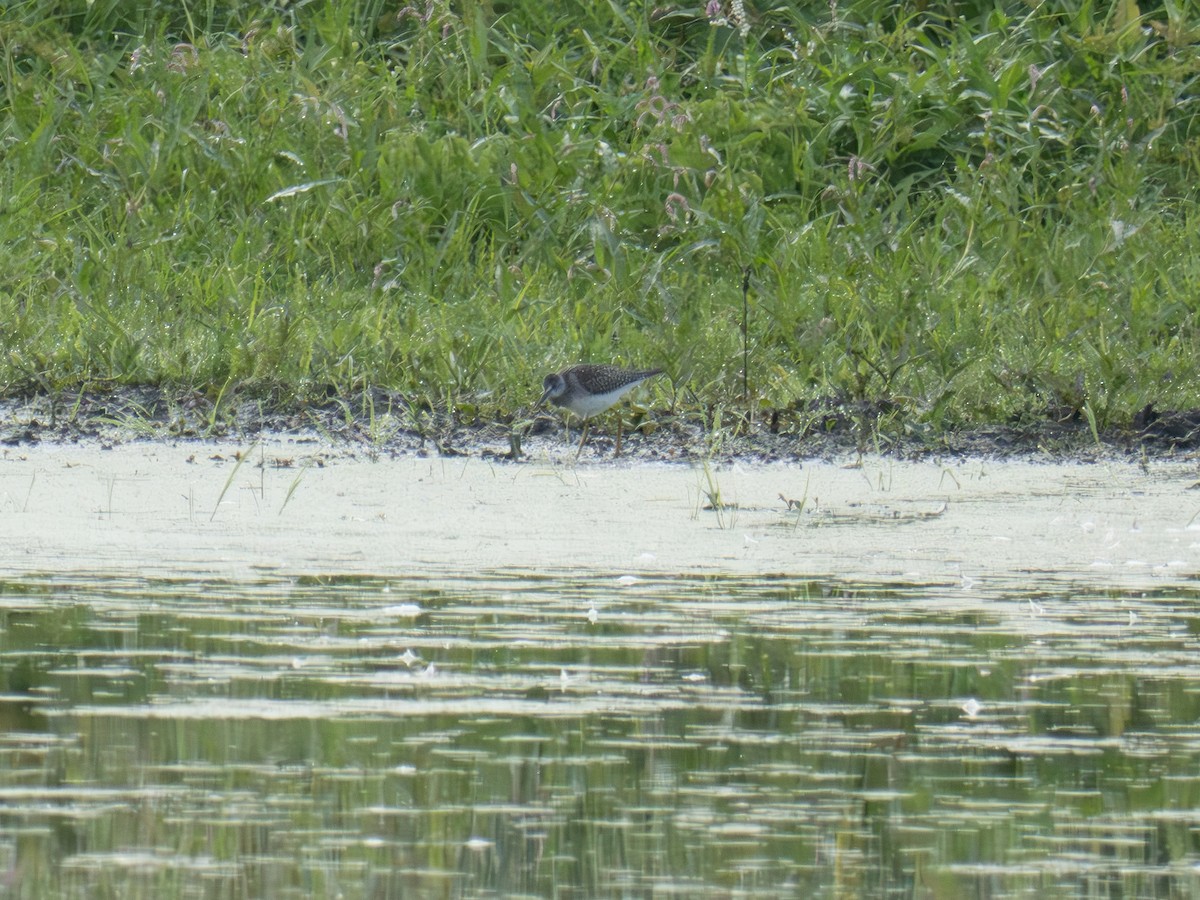 gulbeinsnipe/plystresnipe - ML640965599