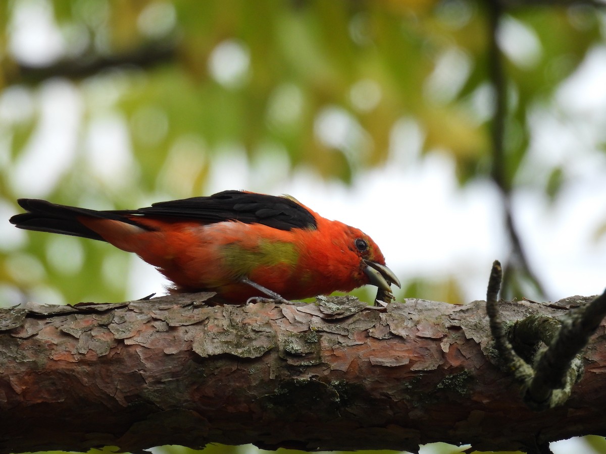 Scarlet Tanager - ML640965652