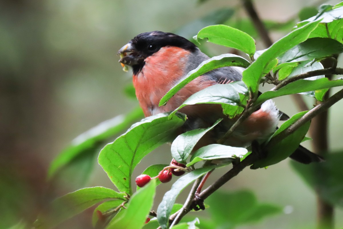 Eurasian Bullfinch - ML640965750