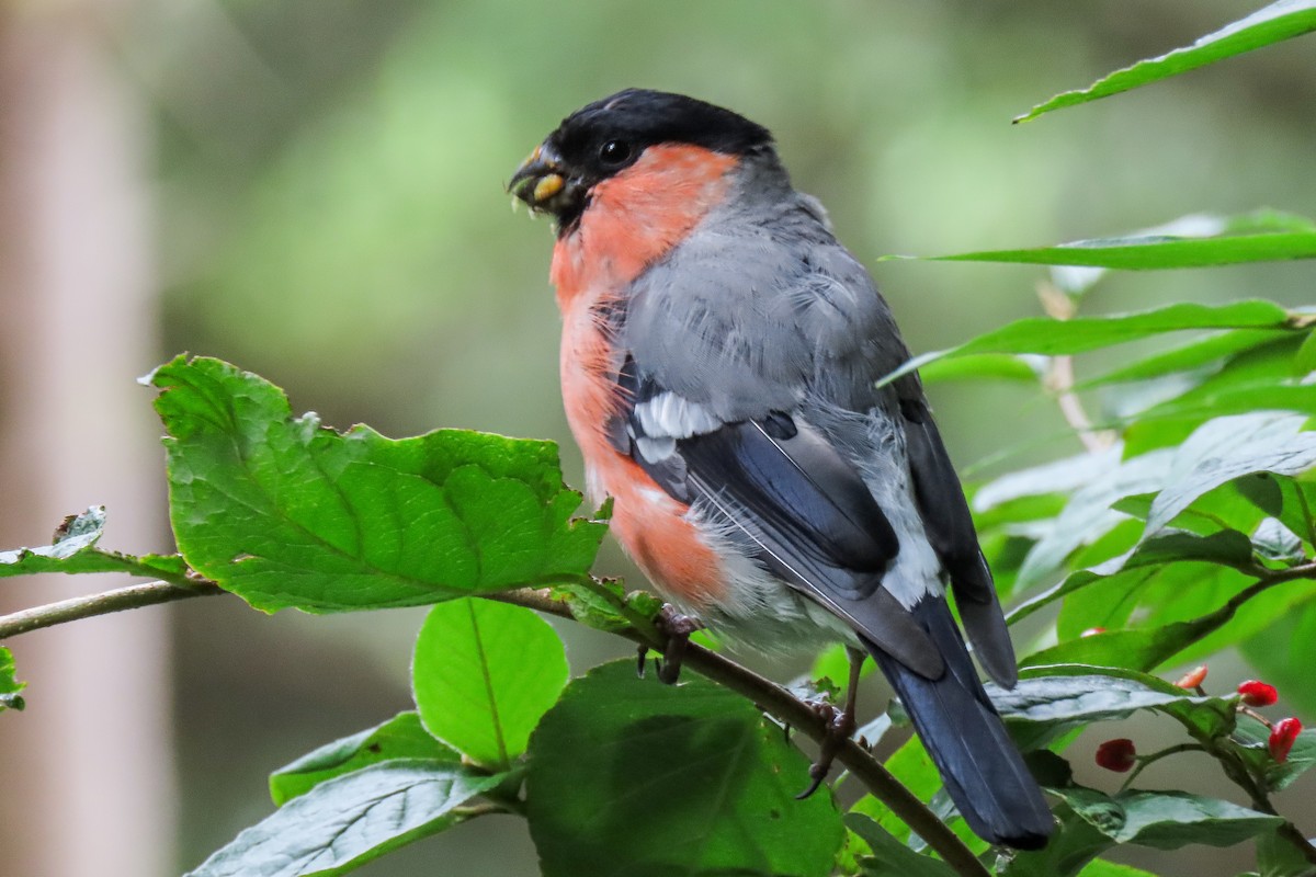 Eurasian Bullfinch - ML640965751