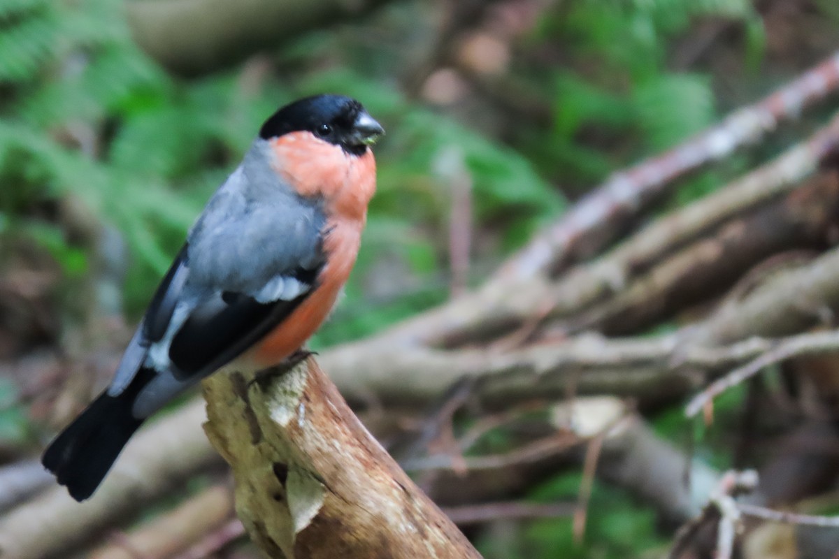 Eurasian Bullfinch - ML640965752