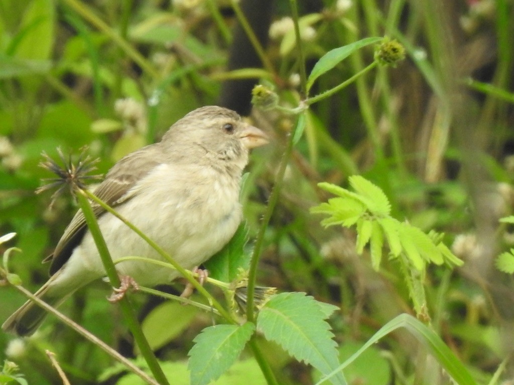 Yellow-rumped Serin - ML640965769