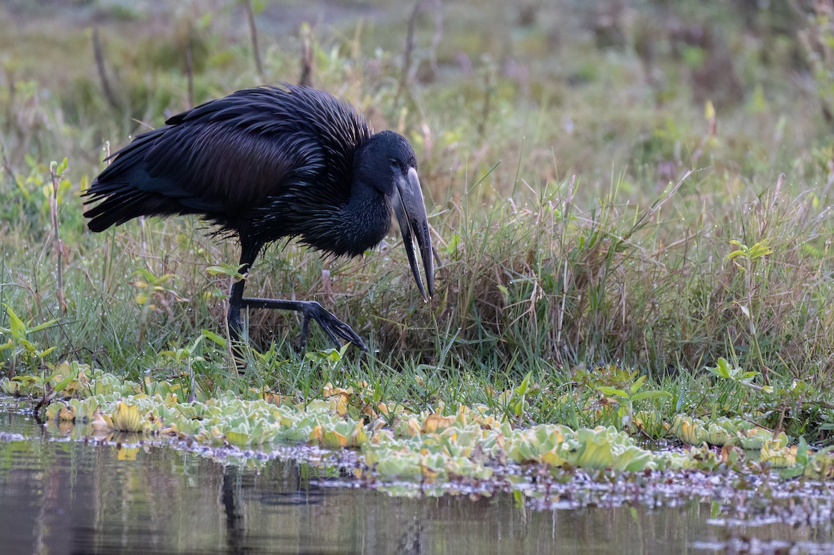 African Openbill - ML640965782