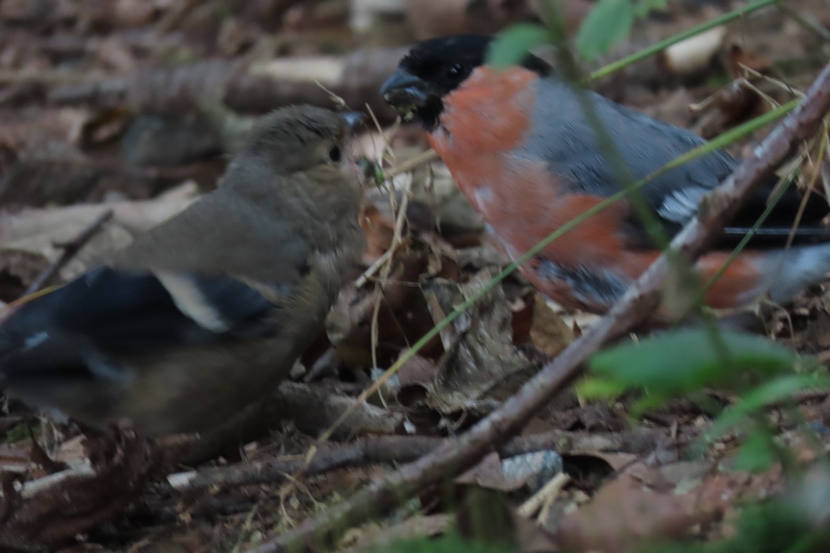 Eurasian Bullfinch - ML640965784