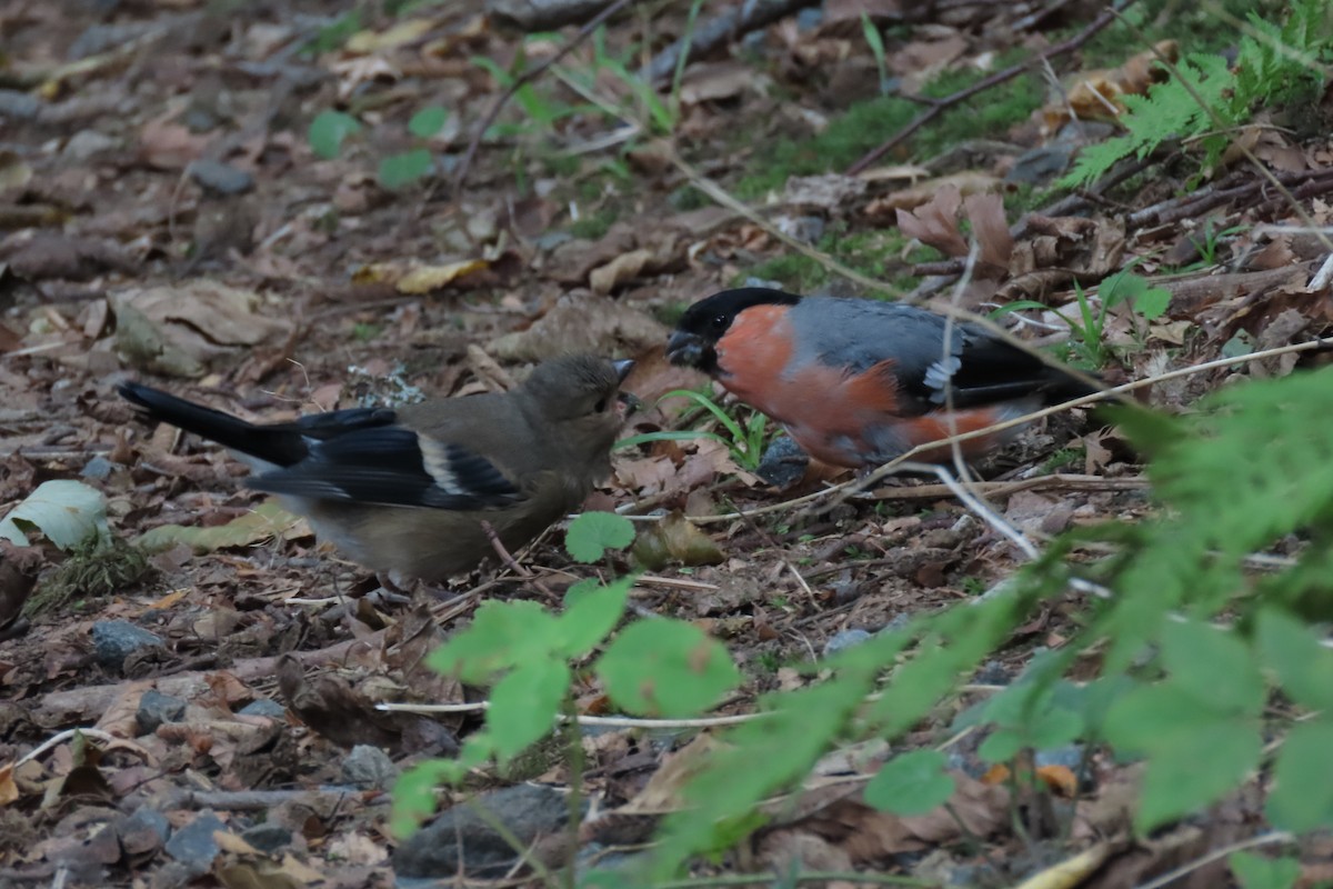 Eurasian Bullfinch - ML640965785
