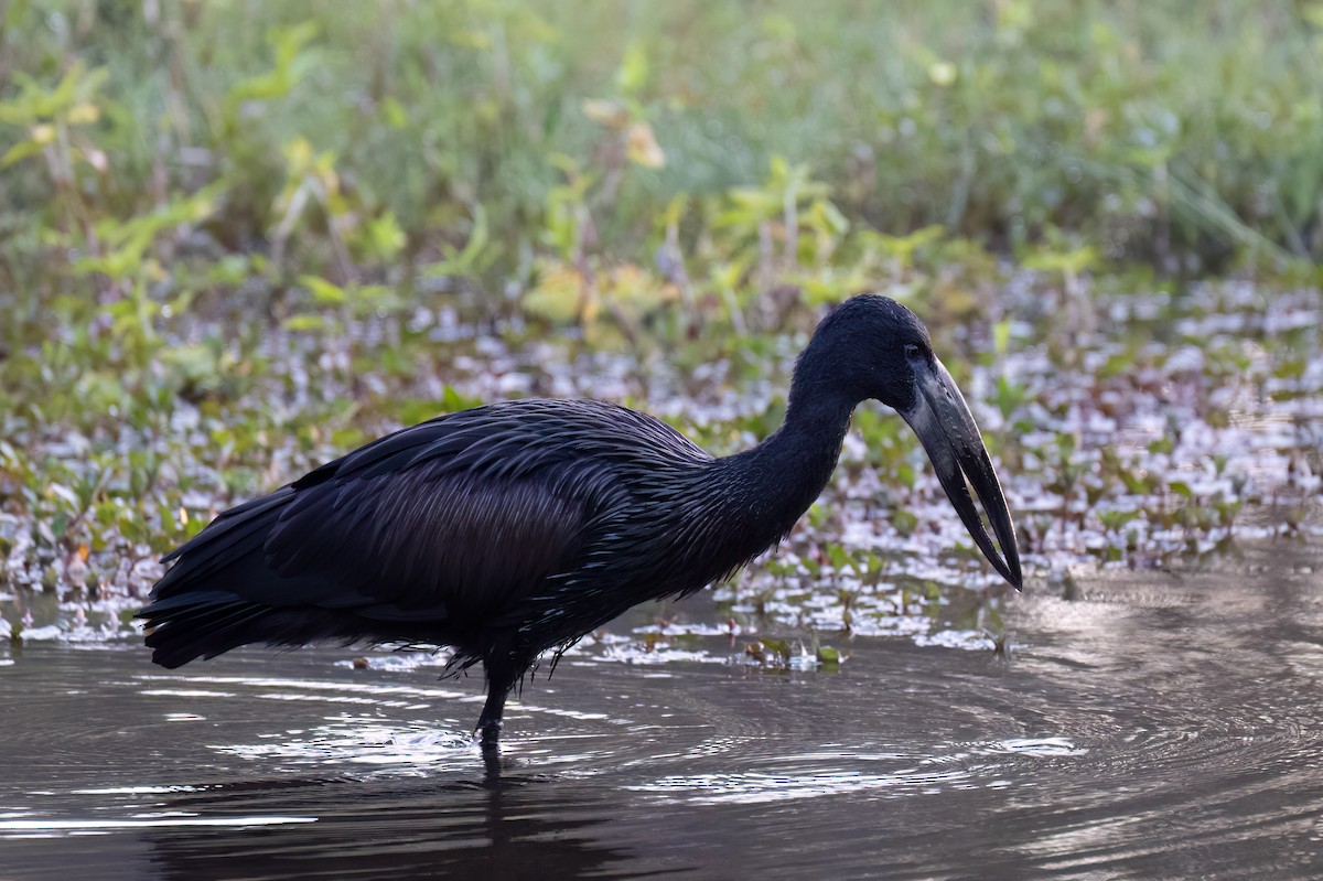 African Openbill - ML640965819