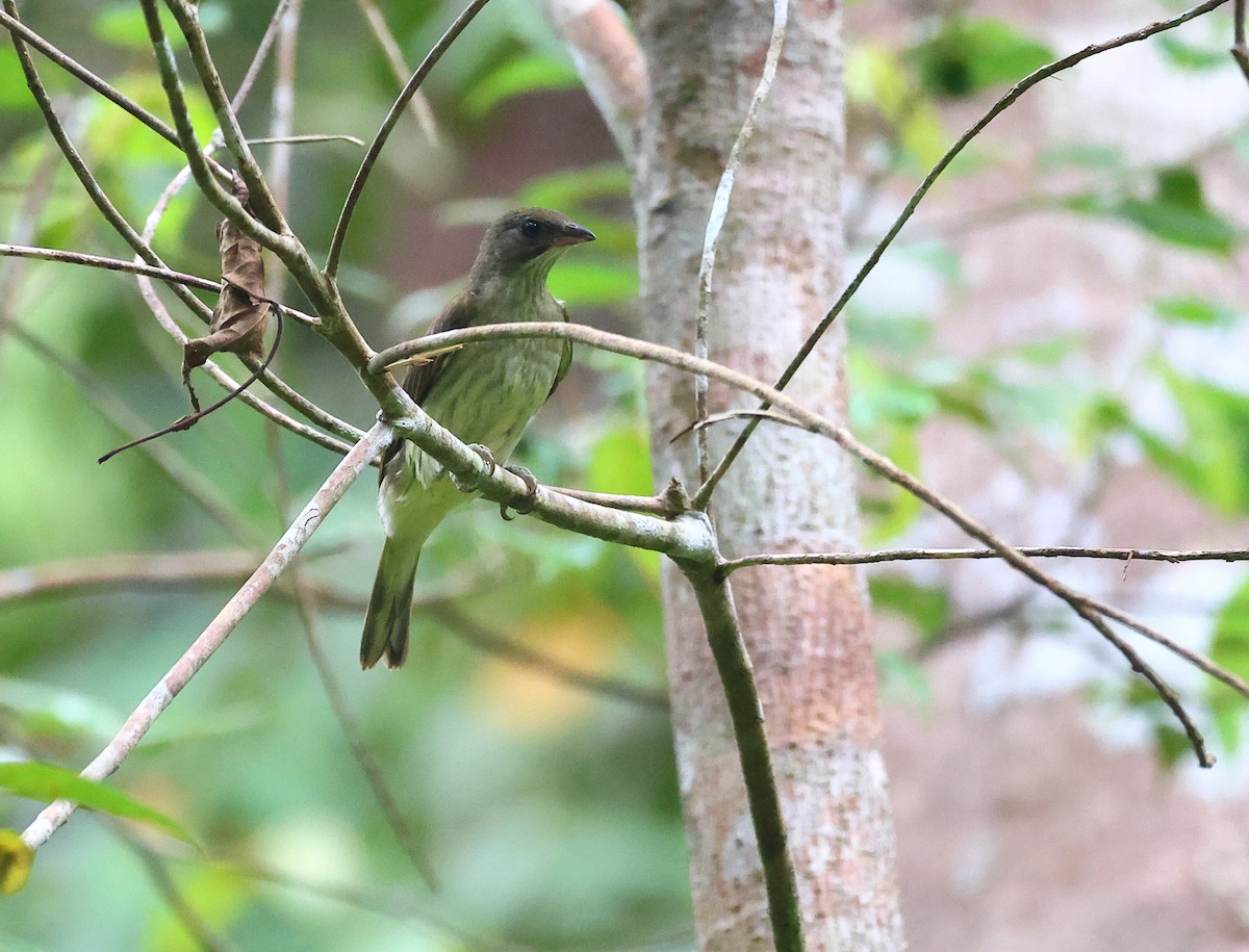 Malaysian Honeyguide - ML640965831