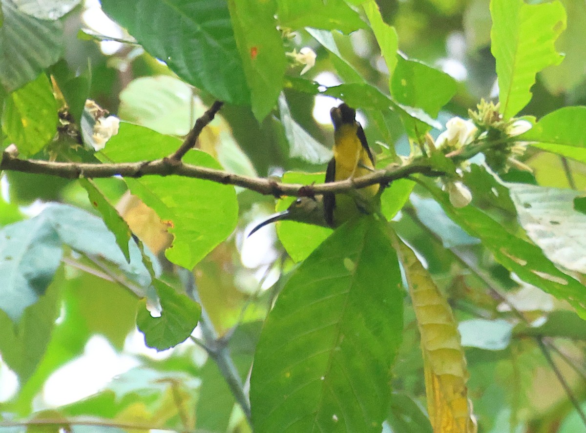 Thick-billed Spiderhunter - ML640965854